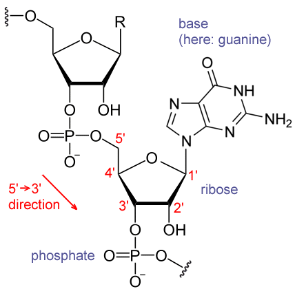 Deciphering the Genetic Code