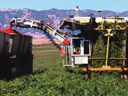 UC-Blackwelder Tomato Harvester