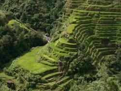 Ifugao Rice Terraces